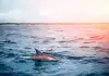 Photo 2 de Croisière inoubliable à la rencontre des dauphins