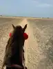 Photo 2 de 1h30 Balade à cheval au coucher du soleil