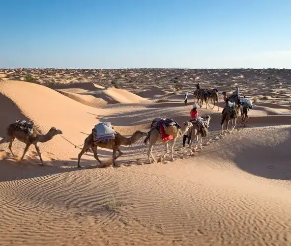 Photo 1 de Promenade à dos de chameau au lever ou au coucher du soleil dans le Sahara.